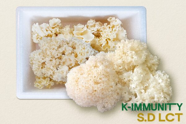 FRESH CAULIFLOWER MUSHROOM 1KG