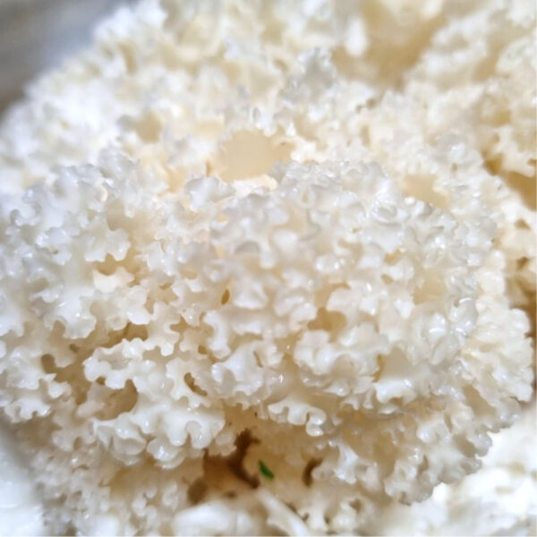 FRESH CAULIFLOWER MUSHROOM 500G